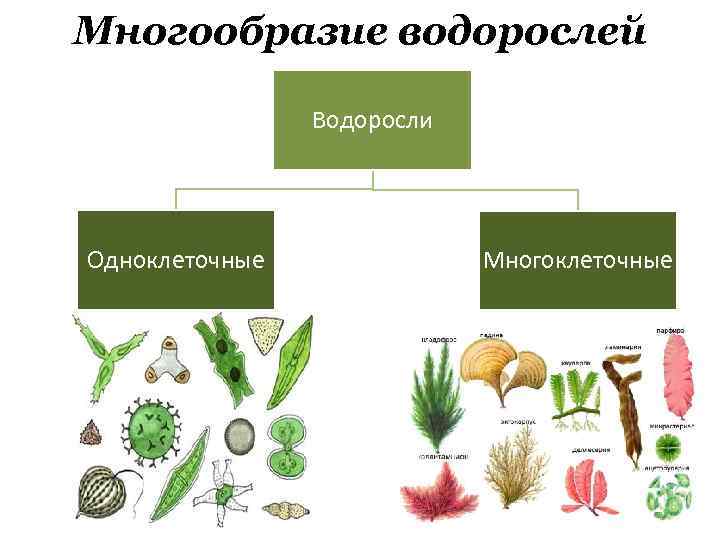 Многообразие водорослей Водоросли Одноклеточные Многоклеточные 