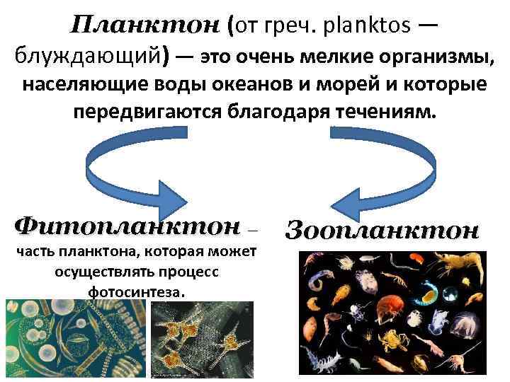 Планктон (от греч. planktos — блуждающий) — это очень мелкие организмы, населяющие воды океанов