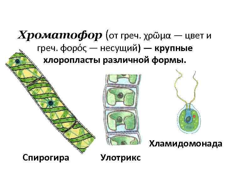 Улотрикс и спирогира. Многоклеточные водоросли улотрикс. Улотрикс хлоропласт. Конъюгация водоросли спирогиры.