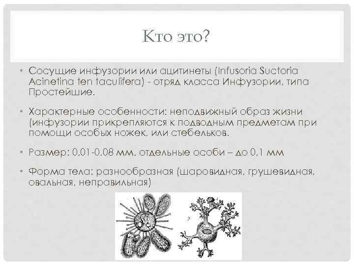 Кто это? • Сосущие инфузории или ацитинеты (Infusoria Suctoria Acinetina ten taculifera) - отряд