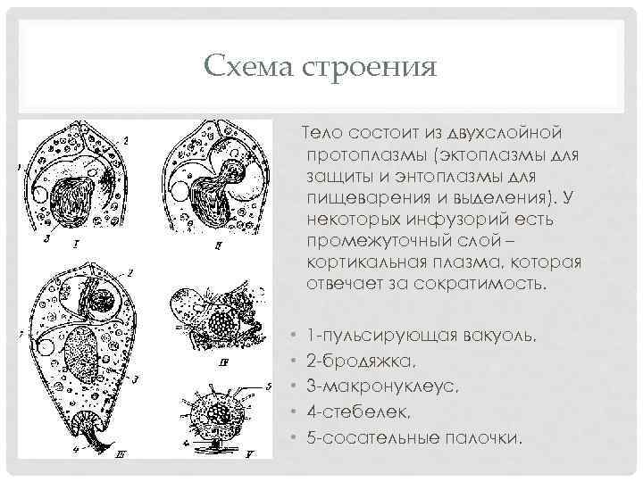 Схема строения Тело состоит из двухслойной протоплазмы (эктоплазмы для защиты и энтоплазмы для пищеварения