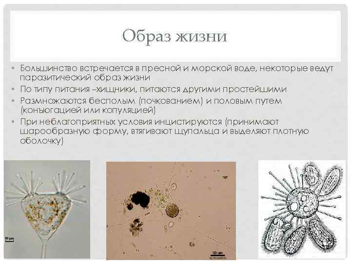 Образ жизни • Большинство встречается в пресной и морской воде, некоторые ведут паразитический образ
