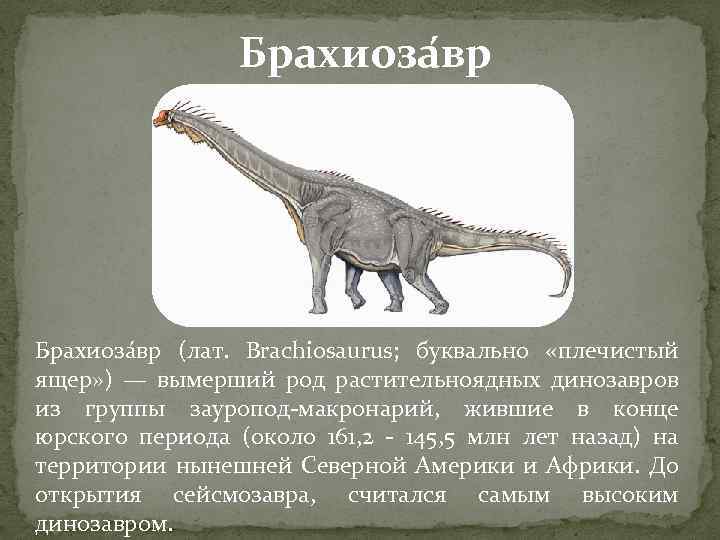 Брахиоза вр (лат. Brachiosaurus; буквально «плечистый ящер» ) — вымерший род растительноядных динозавров из