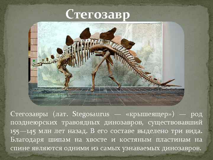 Стегозавры (лат. Stegosaurus — «крышеящер» ) — род позднеюрских травоядных динозавров, существовавший 155— 145