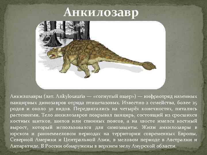 Анкилозавры (лат. Ankylosauria — «согнутый ящер» ) — инфраотряд наземных панцирных динозавров отряда птицетазовых.