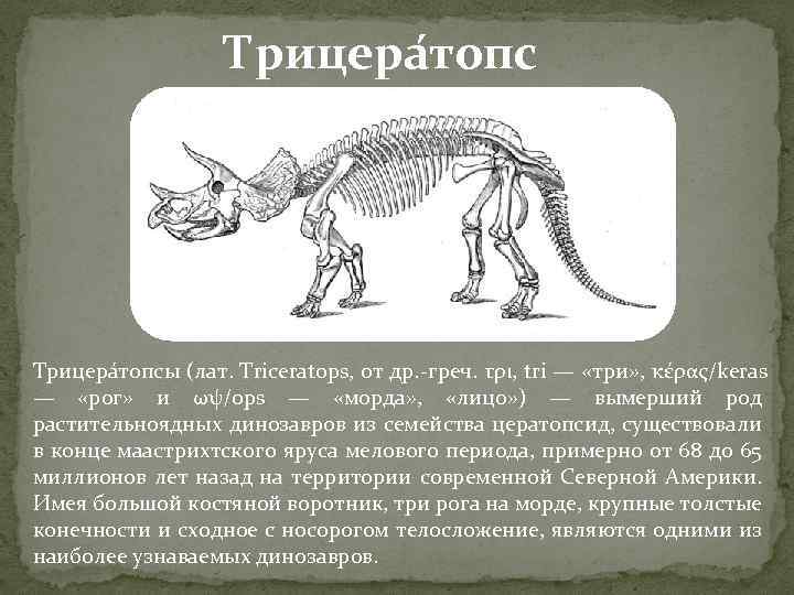 Трицера топсы (лат. Triceratops, от др. -греч. τρι, tri — «три» , κέρας/keras —