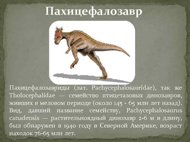 Пахицефалозавриды (лат. Pachycephalosauridae), так же Tholocephalidae — семейство птицетазовых динозавров, живших в меловом периоде