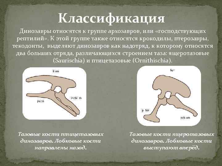 Классификация Динозавры относятся к группе архозавров, или «господствующих рептилий» . К этой группе также