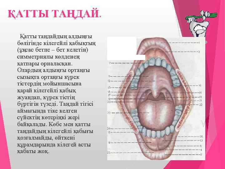 Ауыз қуысы презентация