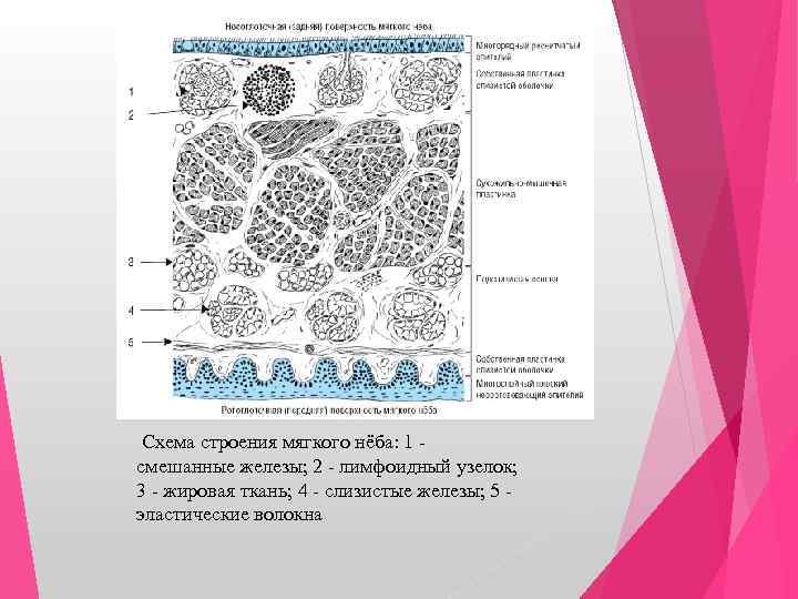 Схема строения cao