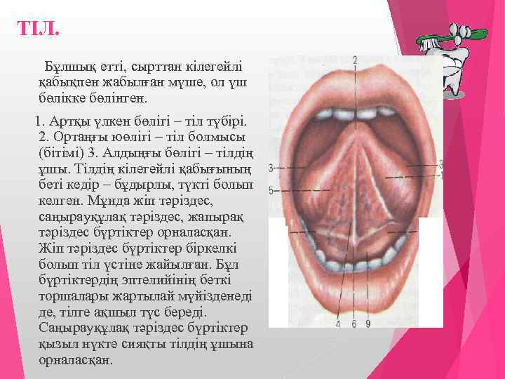ТІЛ. Бұлшық етті, сырттан кілегейлі қабықпен жабылған мүше, ол үш бөлікке бөлінген. 1. Артқы