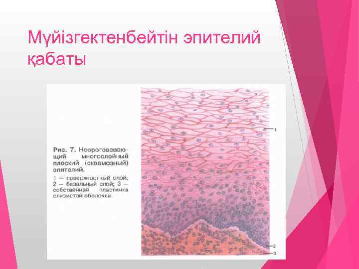 Мүйізгектенбейтін эпителий қабаты 