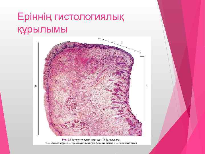 Еріннің гистологиялық құрылымы 