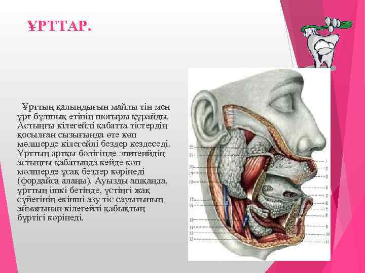 ҰРТТАР. Ұрттың қалыңдығын майлы тін мен ұрт бұлшық етінің шоғыры құрайды. Астыңғы кілегейлі қабатта