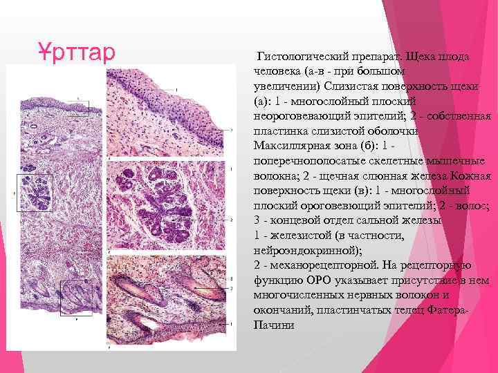 Слизистая щеки фото