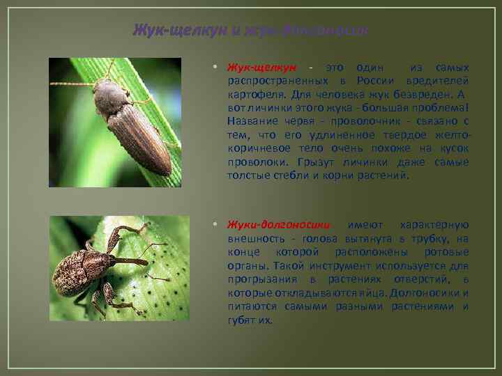 Жук-щелкун и жук-долгоносик • Жук-щелкун - это один из самых распространенных в России вредителей