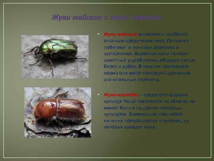Жуки майские и жуки-короеды • Жуки майские относятся к наиболее опасным вредителям леса. Питаются