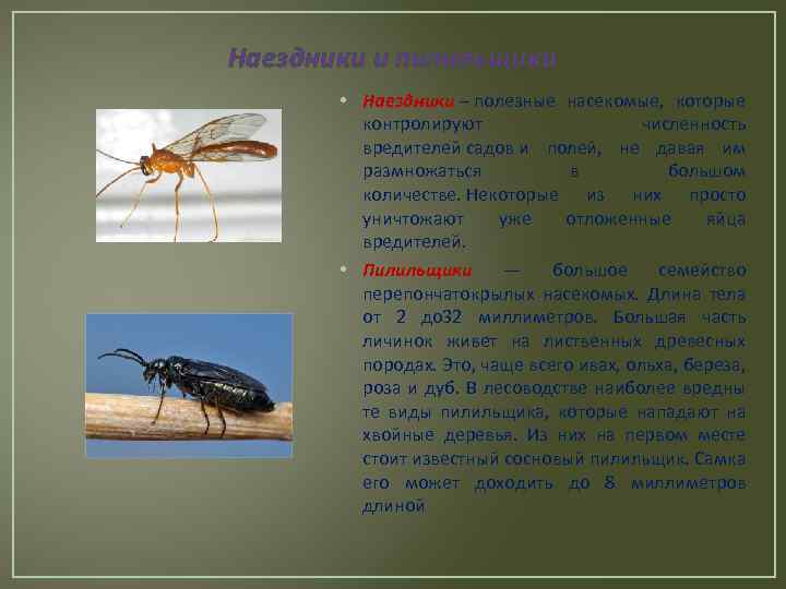 Наездники и пилильщики • Наездники – полезные насекомые, которые контролируют численность вредителей садов и