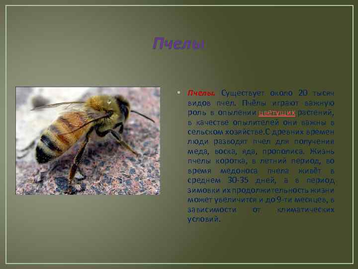 Пчелы • Пчелы. Существует около 20 тысяч видов пчел. Пчёлы играют важную роль в