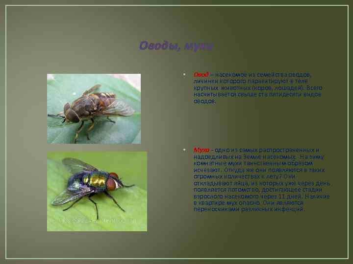 Оводы, мухи • Овод – насекомое из семейства оводов, личинки которого паразитируют в теле