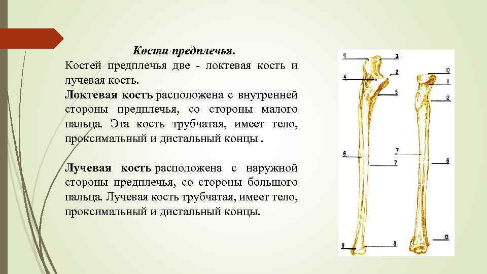 Кости предплечья. Костей предплечья две - локтевая кость и лучевая кость. Локтевая кость расположена