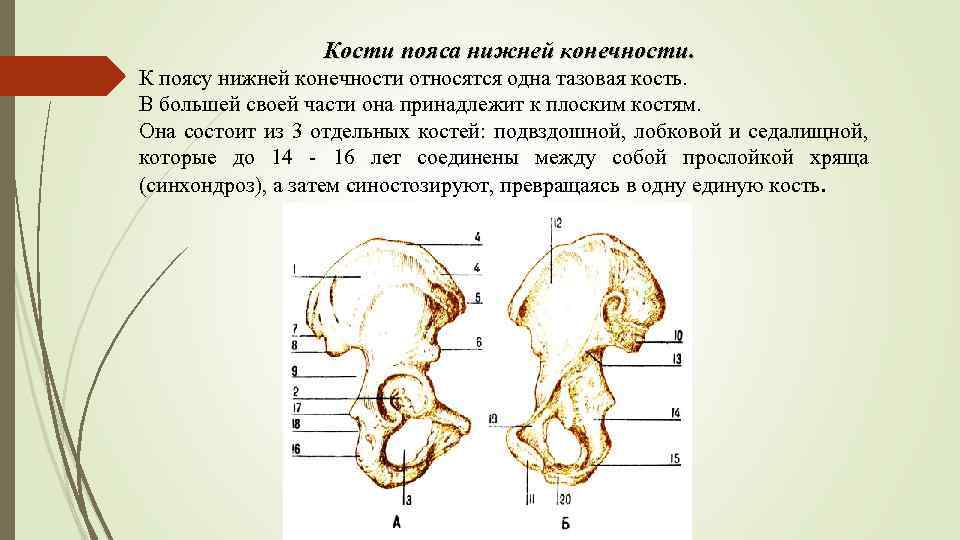 Кости пояса нижней конечности. К поясу нижней конечности относятся одна тазовая кость. В большей