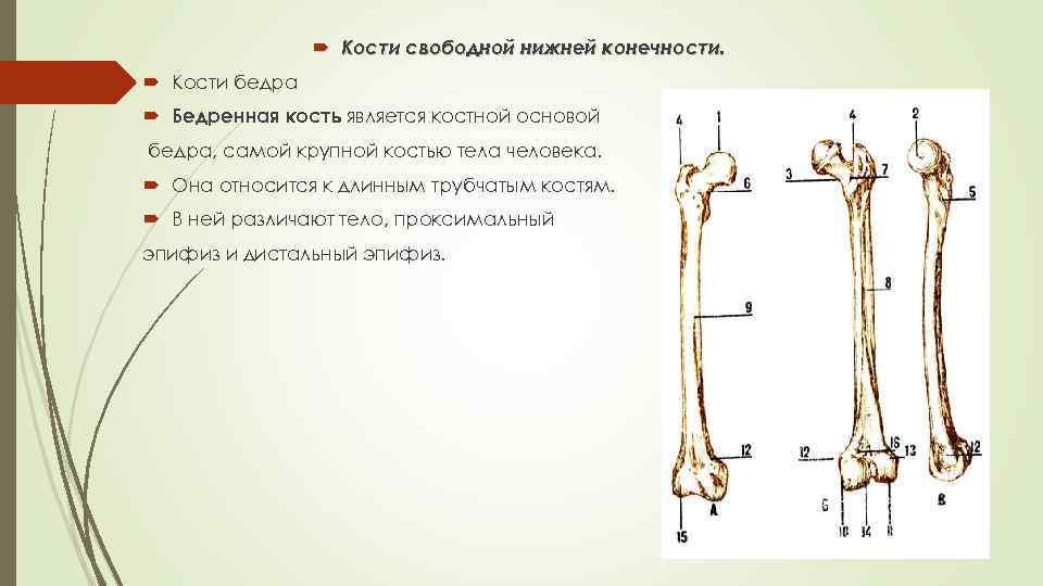 Длинные трубчатые кости конечностей