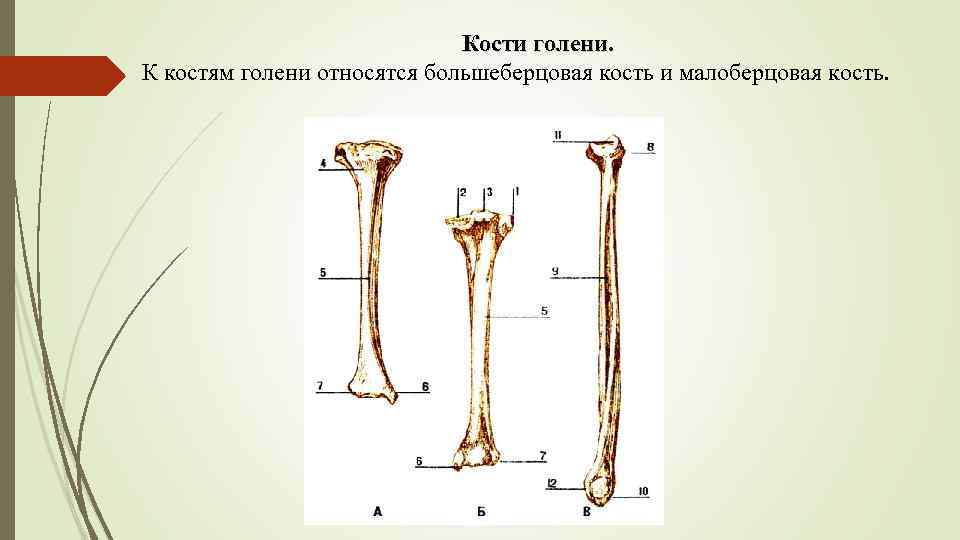 Кости голени. К костям голени относятся большеберцовая кость и малоберцовая кость. 
