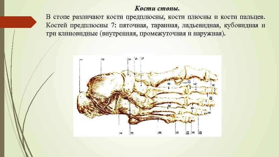 Кости стопы. В стопе различают кости предплюсны, кости плюсны и кости пальцев. Костей предплюсны