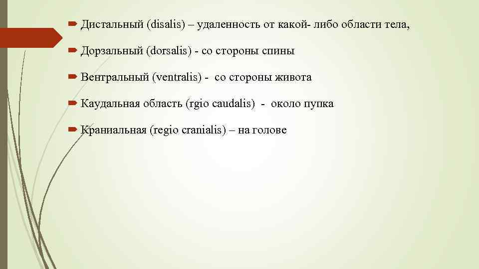  Дистальный (disalis) – удаленность от какой- либо области тела, Дорзальный (dorsalis) - со