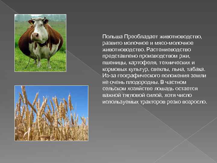Польша Преобладает животноводство, развито молочное и мясо-молочное животноводство. Растениеводство представлено производством ржи, пшеницы, картофеля,