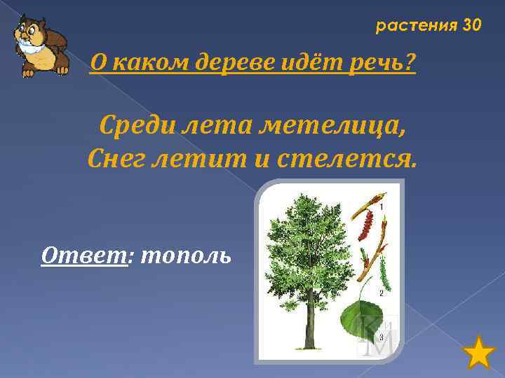растения 30 О каком дереве идёт речь? Среди лета метелица, Снег летит и стелется.