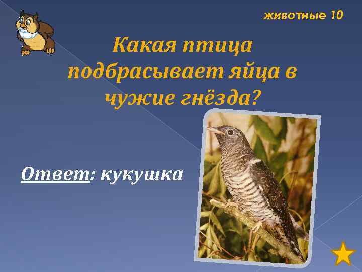 животные 10 Какая птица подбрасывает яйца в чужие гнёзда? Ответ: кукушка 