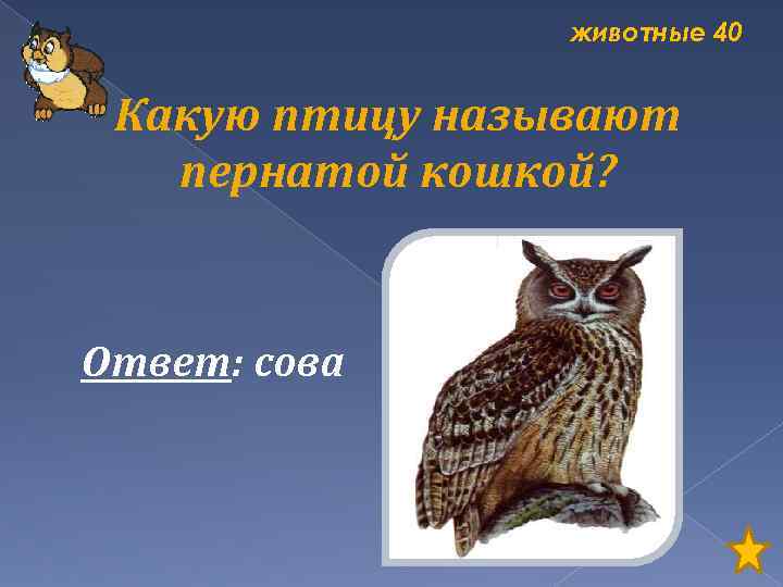 животные 40 Какую птицу называют пернатой кошкой? Ответ: сова 