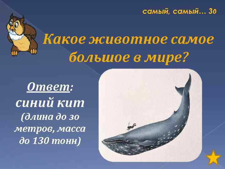 самый, самый… 30 Какое животное самое большое в мире? Ответ: синий кит (длина до