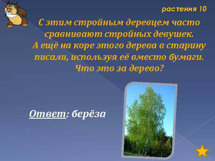 растения 10 С этим стройным деревцем часто сравнивают стройных девушек. А ещё на коре