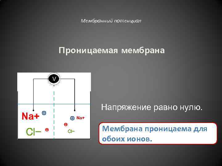 Мембранный потенциал Проницаемая мембрана V Напряжение равно нулю. Na+ Cl- Мембрана проницаема для обоих