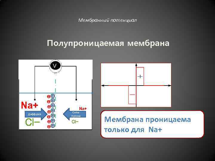 Мембранный потенциал Полупроницаемая мембрана V Na+ Диффузия Cl- Na+ Силы Кулона Cl- Мембрана проницаема