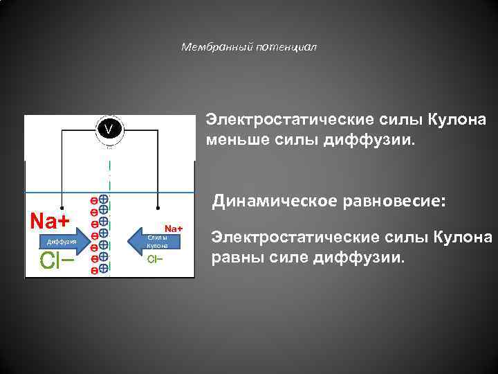 Мембранный потенциал Электростатические силы Кулона меньше силы диффузии. V Na+ Диффузия Cl- Динамическое равновесие: