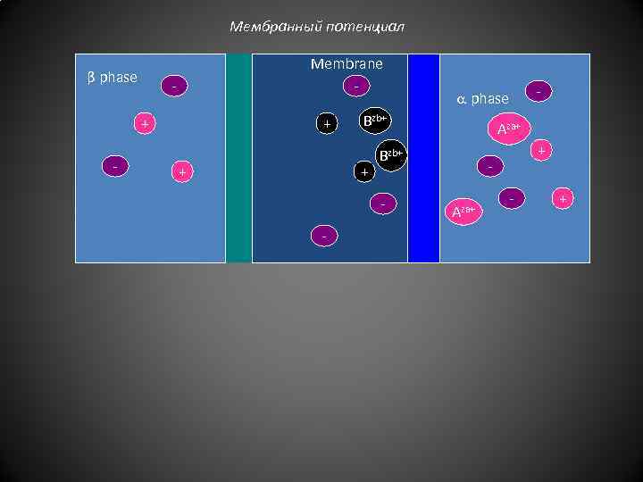 Мембранный потенциал β phase Membrane - + + Bzb+ + - Aza+ Bzb+ -
