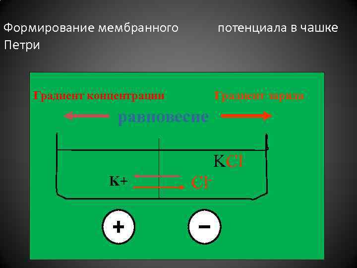 потенциала в чашке Формирование мембранного Петри Градиент заряда Градиент концентрации равновесие KCl Cl- K+