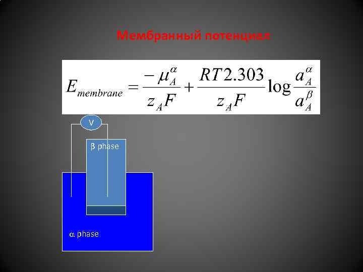 Мембранный потенциал V β phase 