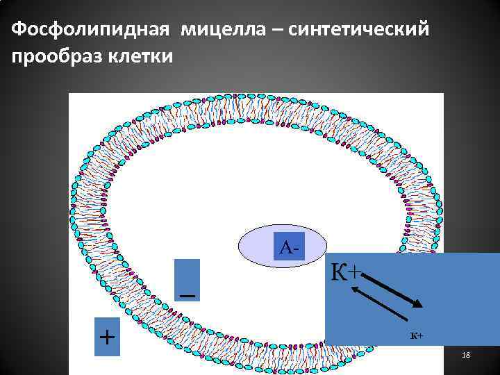 Фосфолипидная мицелла – синтетический прообраз клетки А- _ + К+ К+ 18 