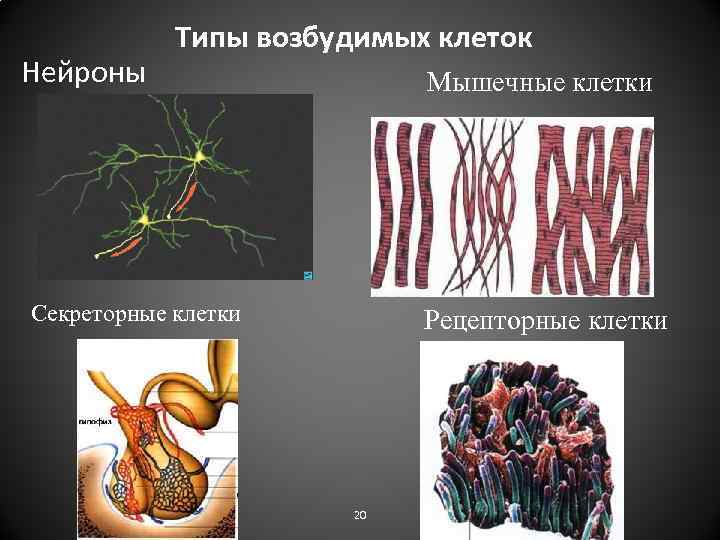 Нейроны Типы возбудимых клеток Мышечные клетки Секреторные клетки Рецепторные клетки 20 