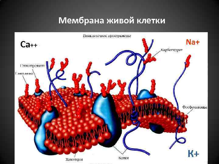 Мембрана живой клетки Na+ Са++ 21 К+ 