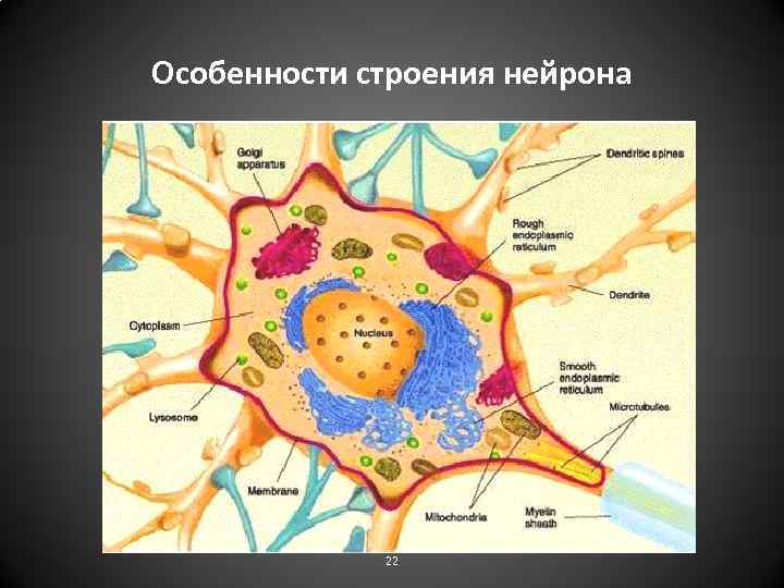 Особенности строения нейрона 22 