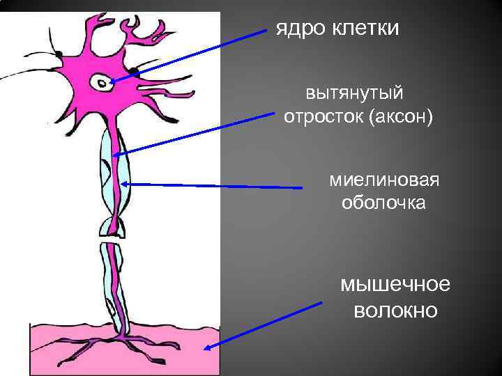 Отростки клетки. Аксон миелиновая оболочка. Аксон отросток. Аксоны это отростки. Аксон клетка.