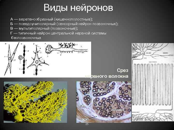 Виды нейронов А — веретенообразный (кишечнополостные); Б — псевдоуниполярный (сенсорный нейрон позвоночных); В —