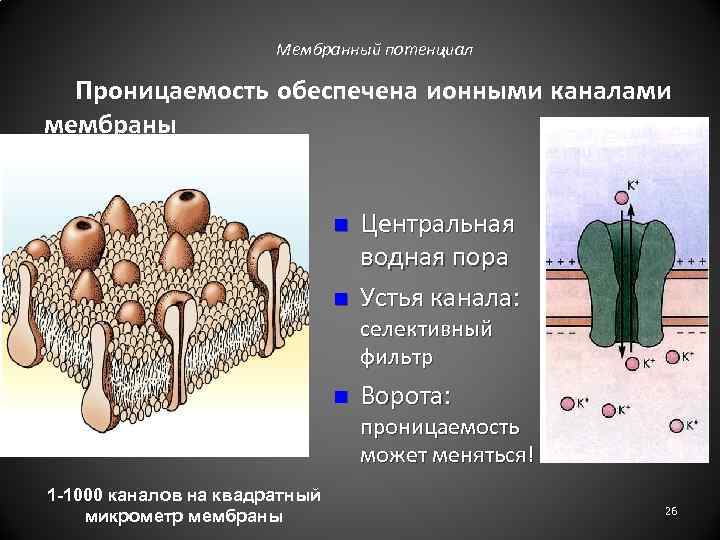 Мембранный потенциал Проницаемость обеспечена ионными каналами мембраны n n Центральная водная пора Устья канала: