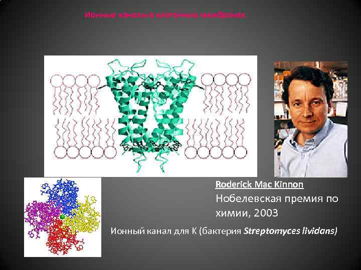 Ионные каналы в клеточных мембранах Roderick Mac Kinnon Нобелевская премия по химии, 2003 Ионный